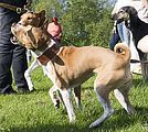 Basenji KSM Muenster 2014 (1134)